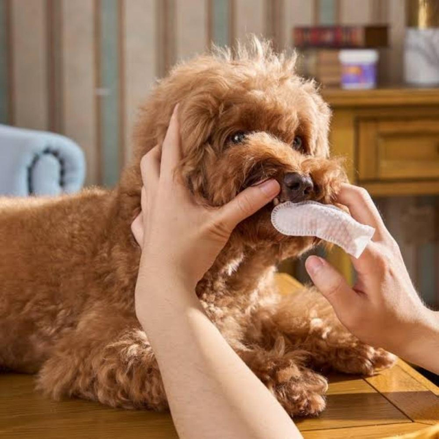 Pet Finger Wipes Making Machine4